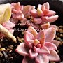 Graptopetalum &apos;BRONZ&apos; variegata / 姬朧月錦 / ブロンス姫光