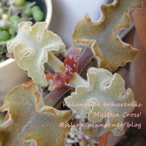 Kalanchoe beharensis &apos;Maltese Cross&apos; / 仙女之舞 / 仙女の舞