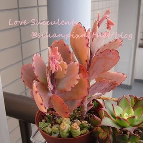 Kalanchoe fedtschenkoi / 蝴蝶之舞 / 蝴蝶の舞