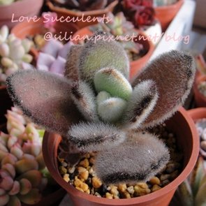 Kalanchoe tomentosa f. &apos;DARUMA&apos; / 達磨月兔耳 / ダルマ月兔耳