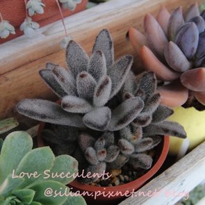 Kalanchoe tomentosa f.nigromarginatas / 野兔耳 / 黑兔耳 