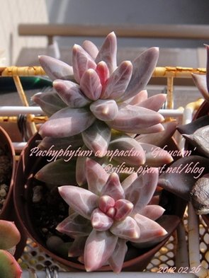 Pachyphytum compactum &apos;Glaucum&apos; / グラウクム 