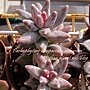 Pachyphytum compactum &apos;Glaucum&apos; / グラウクム 