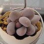 Pachyphytum cv. / Pachyphytum oviferum / 星美人 / ほしびじん