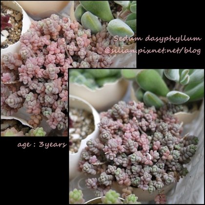 Sedum dasyphyllum / 姫星美人 / ひめほしびじん