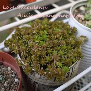 Sedum japonicum f. / 森村萬年草 / モリムラマンネングサ