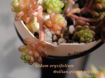 Sedum oryzifolium / 大唐米 / タイトゴメ