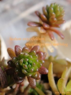 Sedum oryzifolium f. pumilum / ステップストーン / オカタイトゴメ