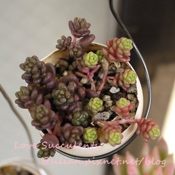 Sedum album &amp; Sedum oryzifolium / ビックアルブム &amp; 大唐米