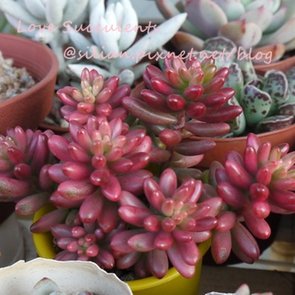 Sedum rubrotinctum &apos;Aurora&apos; / 虹之玉錦 / オーロラ