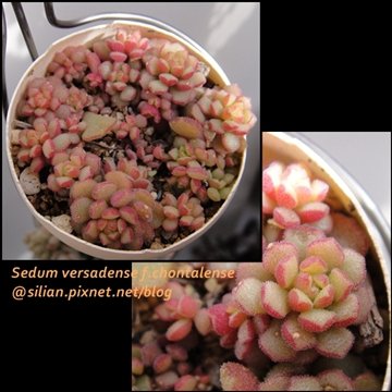 Sedum versadense f.chontalense / スプリングワンダー