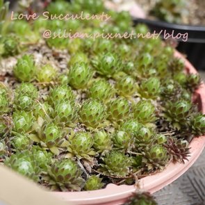 Sempervivum arachnoideum / 卷絹