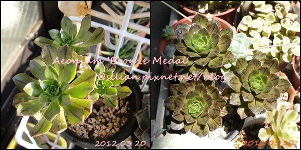 Aeonium &apos;Bronze Medal&apos; / 伊達法師