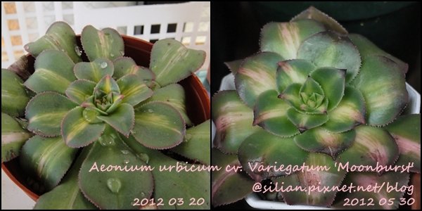 Aeonium urbicum cv. Variegatum &apos;Moonburst&apos; / 曝月 / ムーンバースト