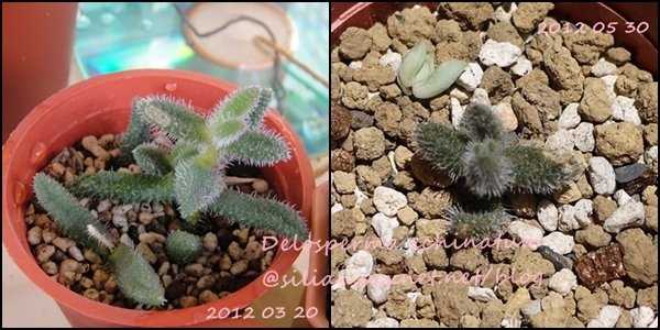 Delosperma echinatum / 雷童（らいどう） / 花笠 / 三笠