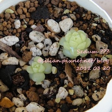 Sedum?? 萌黃匂??