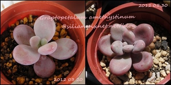 Graptopetalum amethystinum / 紅月美人 / アメチスチナム / 酔美人