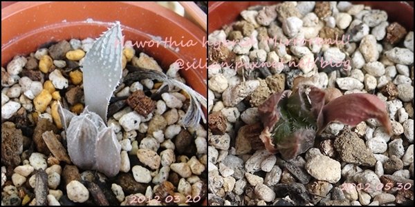 Haworthia hybrid &apos;Mirrorball&apos; / 鏡球 / ミラーボール