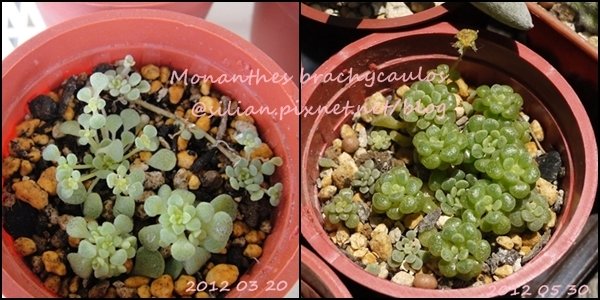 Monanthes brachycaulos / 摩南景天 / ブラキカウロン