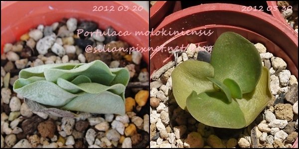 Portulaca molokiniensis / 雲葉 / ポーチュラカ・モロキネンシス