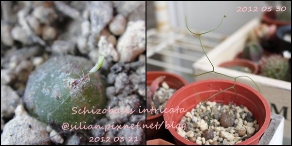 Schizobasis intricata / 髮葉蒼角殿 / イントリカータ 