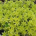 Sedum &apos;Gold Moss&apos; / 黃金細葉萬年草 / ゴールドモス / 黄金細葉万年草 / ゴールデンカーペット