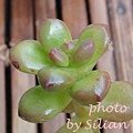 Sedum lucidum / 圓葉松之綠 / 丸葉松の緑