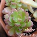 Sedum &apos;Joyce Tulloch&apos; / ジョイスドロープ　/ ジョイスドロップ 