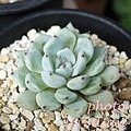 Echeveria cuspidata var. zaragozae / 黒爪野玫瑰之精 / 黒爪ザラゴーサ