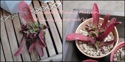 Crassula &apos;Momiji Matsuri&apos; / 紅葉祭 / 紅葉祭り