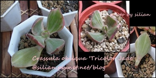 Crassula obliqua &apos;Tricolor Jade&apos; / 花月錦白斑 / かげつにし-しろふ 