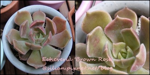 Echeveria &apos;Brown Rose&apos; / 布朗玫瑰 / 褐玫瑰 / ブラウンローズ　