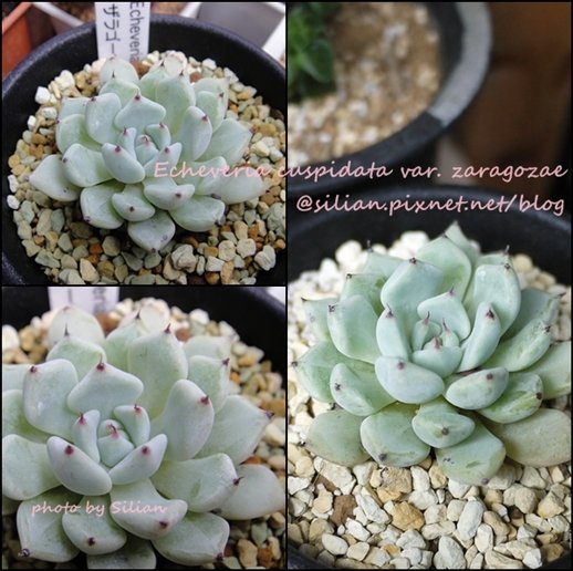 Echeveria cuspidata var. zaragozae / 黒爪野玫瑰之精 / 黒爪ザラゴーサ