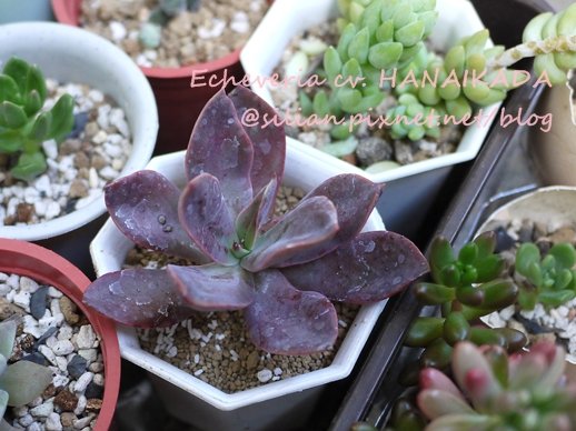 Echeveria cv. HANAIKADA / 花筏 / 花いかだ