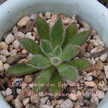 Echeveria cv. Spruce-Oliver / 紅輝殿