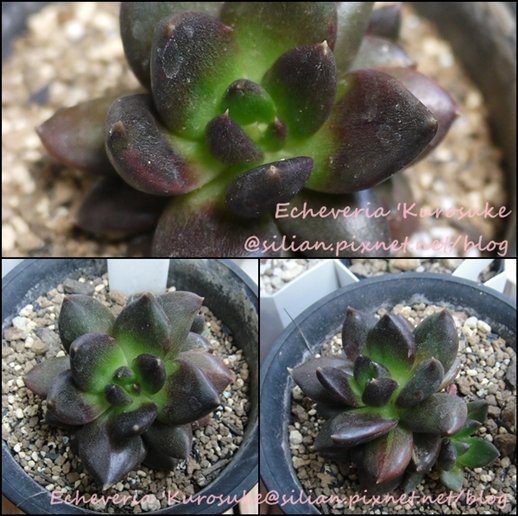 Echeveria &apos;Kurosuke&apos; / Echeveria &apos;Black Prince / 黑助 / 黒助