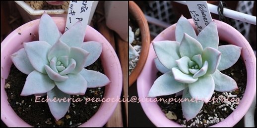 Echeveria peacockii / 養老 / ピーコッキー