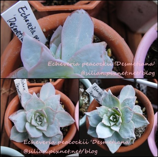 Echeveria peacockii &apos;Desmetiana&apos; / デスメチアーナ