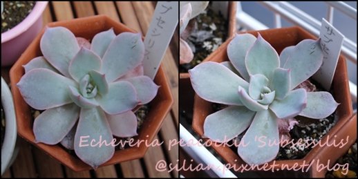 Echeveria peacockii &apos;Subsessilis&apos; / 莎薇娜 / サブセシリス