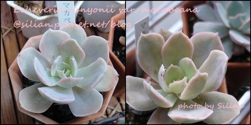 Echeveria runyonii var. macabeana / マカベアナ / マカベアーナ