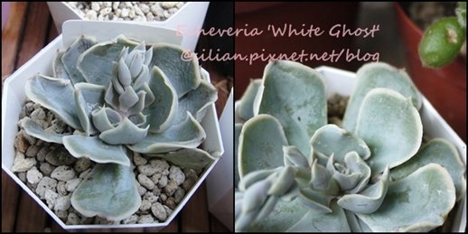 Echeveria &apos;White Ghost&apos; / 白幽靈 / 白鬼 / ホワイトゴースト