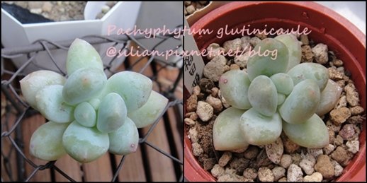 Pachyphytum glutinicaule / 稻田姫 / フレーヌ / 稲田姫