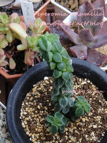 Peperomia columella / 塔椒草 / コルメラ