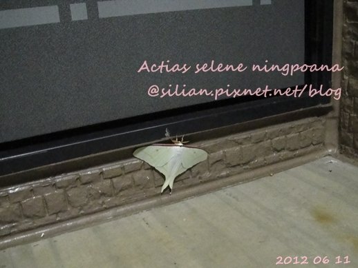 Actias selene ningpoana 長尾水青蛾