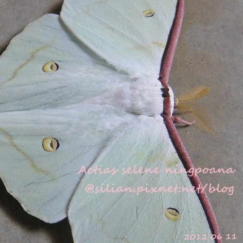 Actias selene ningpoana 長尾水青蛾