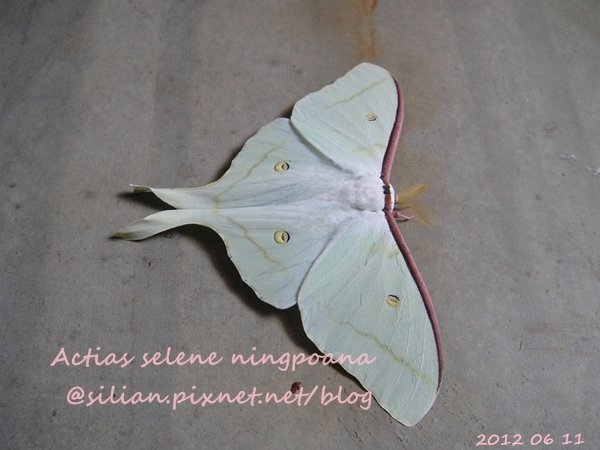 Actias selene ningpoana 長尾水青蛾