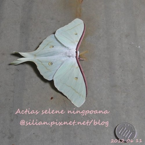 Actias selene ningpoana 長尾水青蛾