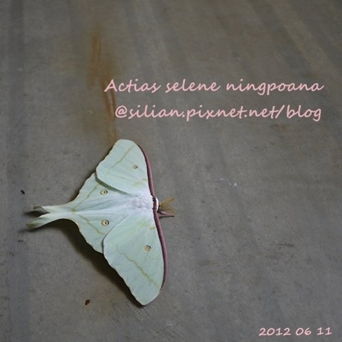 Actias selene ningpoana 長尾水青蛾