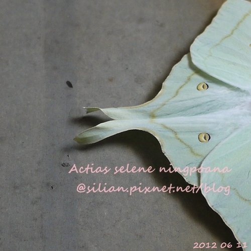 Actias selene ningpoana 長尾水青蛾