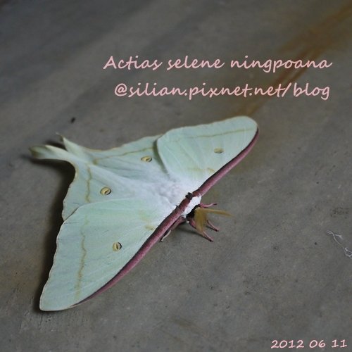 Actias selene ningpoana 長尾水青蛾